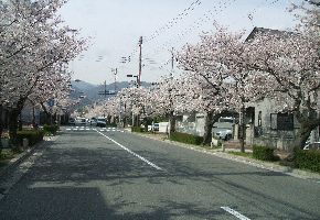 とある場所に咲く桜.jpg