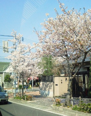 桜２０１２（川西町）.jpg