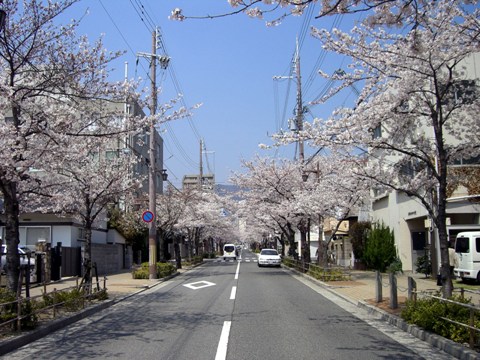 芦屋の桜　２０１３.jpg