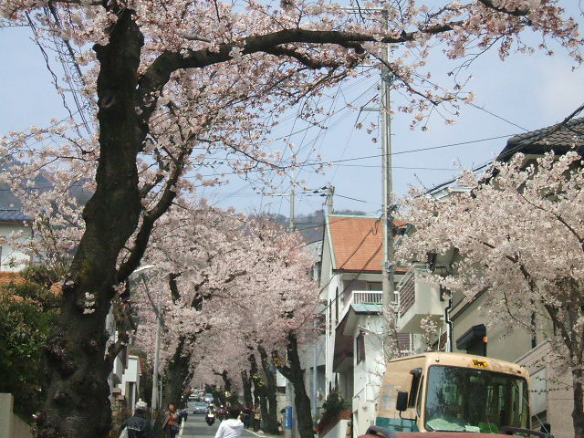 桜トンネル2.JPG